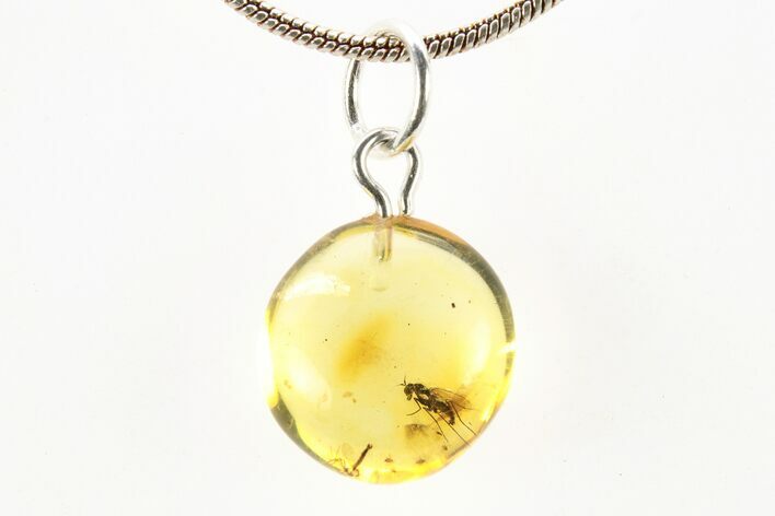 Polished Baltic Amber Pendant (Necklace) - Contains Flies! #273500